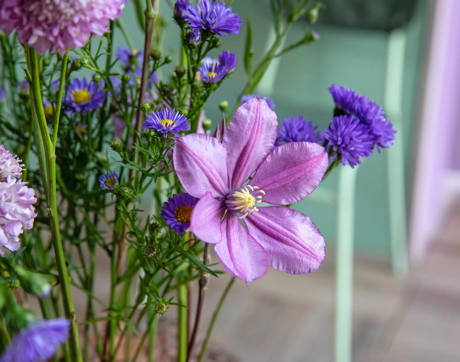 Clematis Amazing® Tokyo nominated! | Marginpar
